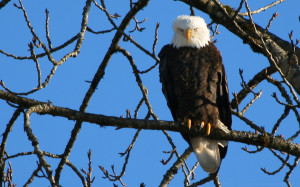 Homepage Eagle Bald Eagles