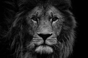 Black And White Lion Photographypopular Items For Lion Photograph On ...