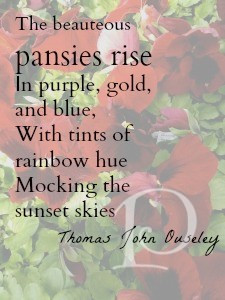rust pansy quote early spring