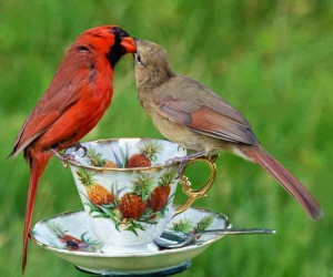 Kissing cardinal pair via Carol's Country Sunshine on Facebook