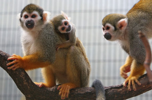 Female Squirrel Monkey Enjoys The Time With Her Baby Which Was Born