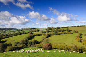 Search Results for: English Countryside