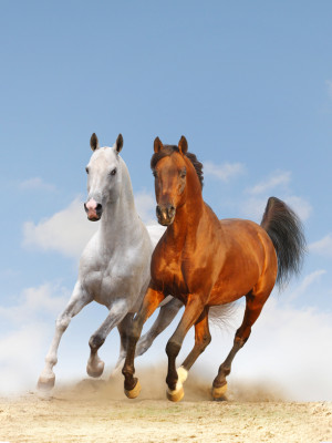 Galloping Horse Paintings...