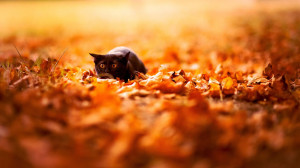 Black cat about to pounce in autumn leaves. “Autumn wins you best by ...