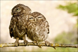This happy owl couple is getting a jump on Valentine's Day weekend ...