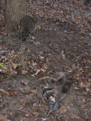 Dog Proof Coon Traps