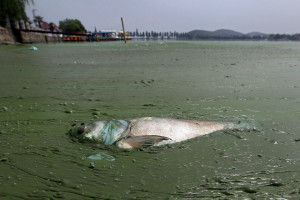 dead fish floats in water filled with blue-green algae at the East ...