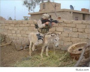 Funny Animals With Quotes 26 Background Wallpaper Wallpaper