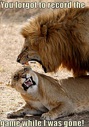 Lion and Lioness Memes