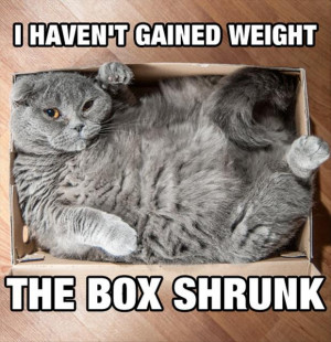 funny fat cat in a box