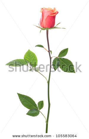 long stemmed red roses with