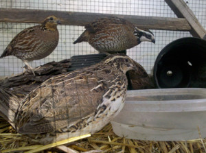 Bobwhite Quail Pens