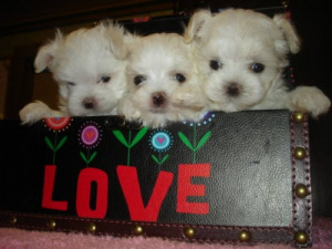 Lovely TEACUP & Adorable TINY TOY MALTESE Pups - Image 1