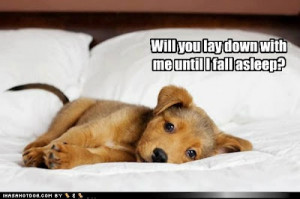 funny-dog-pictures-will-you-lay-down-with-me-until-i-fall-asleep.jpg