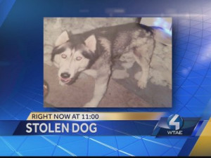 Police arrest woman accused of stealing dog from cancer-stricken owner