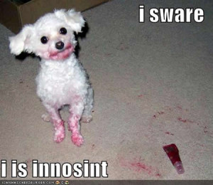 lol innocent funny dogs, i am innocent