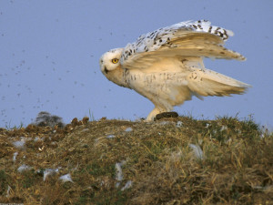 snowy owl arctic national wildlife refuge alaska wallpaper