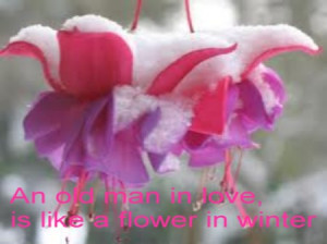 An Old Man In Love Is Like a Flower In Winter ~ Beauty Quote