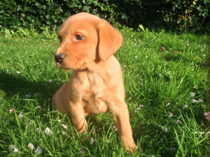 Red Fox Labrador Retriever Puppies For Sale