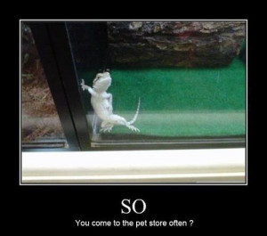 stupid funny lizard - Image