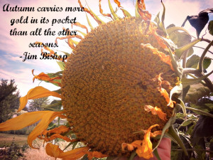 sunflower quote