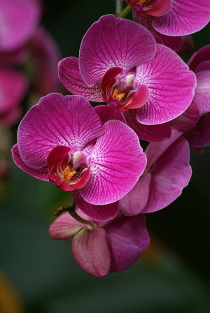Orchid, #macro, #floral
