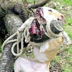 what Michael Vick did to dogs that were not to expectations for DOG ...