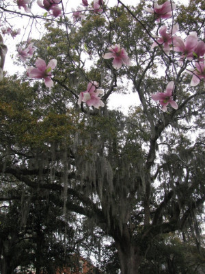 Spanish moss.