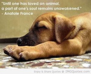 ... An Animal A Part Of One’s Soul Remains Unawakened - Animal Quote