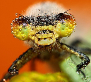 Wonderful Pictures with Insects and Dew (10 pics)