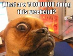 What are YOOUUUUUU doing this weekend? #Funny #Friday #Dog More