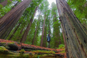 Redwood Trees, Northern CA