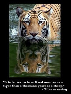 tiger more big cat tigers tigers beautiful animal tigers quotes ...