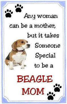 Beagle MOM!!! So true. Beagles are tough and people who don't have a ...