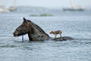 yorkshire terrier on horseback