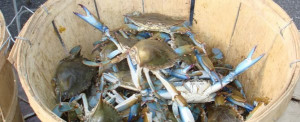 Get Out of the Boiling Pot – Overcoming the ‘Crab Mentality’