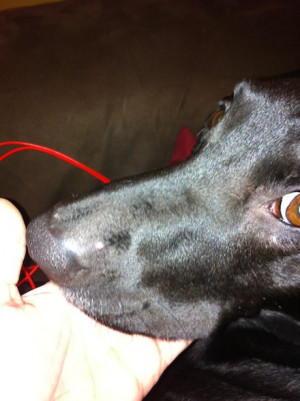 Pink Red Bump Mollys Nose