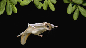 Flying Animal Bat hd wallpapers for desktop