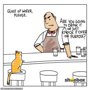 Cat Walks Into A Bar | Funny Pictures and Quotes