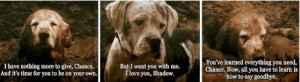 Homeward Bound: I love this movie :)