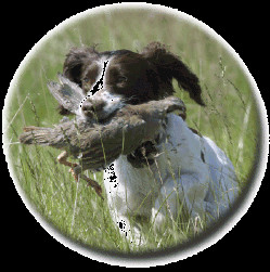 Welsh Springer Spaniel Page