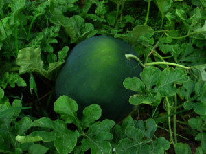 How to Grow Sugar Baby Watermelon plants