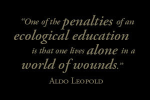 aldo leopold quote environmental quotes from silentsprings