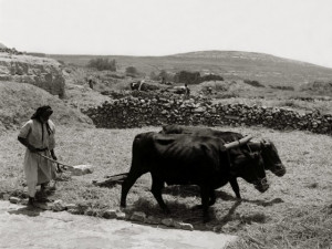 Do Not Muzzle the Ox: Does Paul Quote Moses Out of Context?