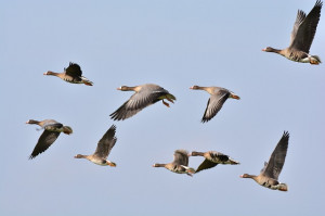 Wild Geese, Geese, Goose, Wild Goose, Flock Of Birds
