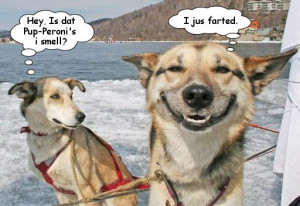 funny sled dogs
