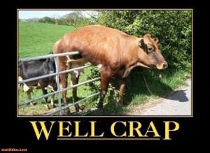 Funny cow pictures with captions