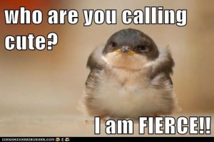 Who are you calling cute? I am fierce!
