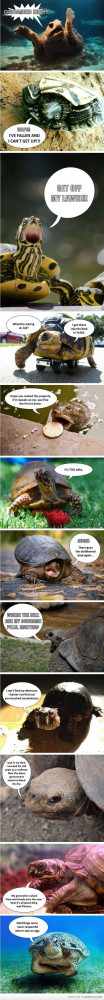 Turtles Are Secretly Grumpy Old Men