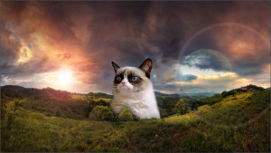Funny Grumpy Cat Images HD Wallpapers